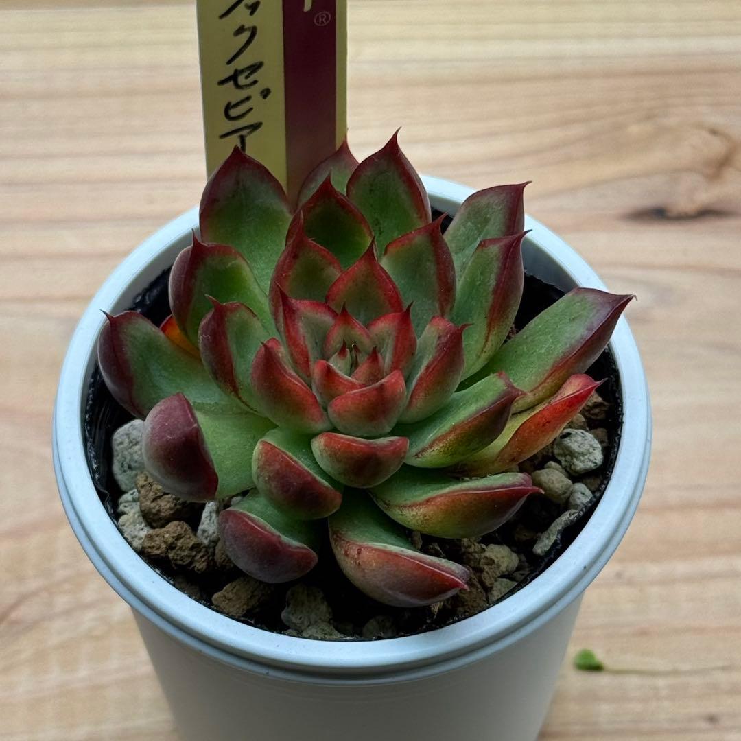 ミックスベリア まとめ売り ) おらいさん苗 青札 多肉植物 エケベリア