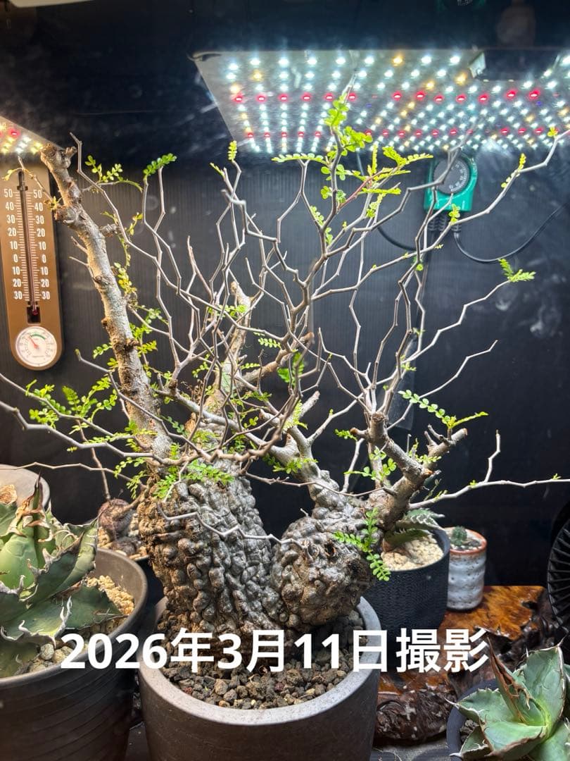 パキプス　みやび鉢　発根済み