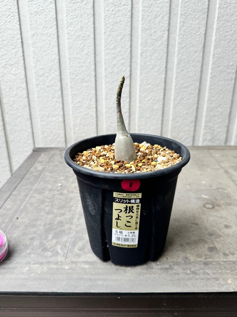 アデニウム アラビカム Adenium