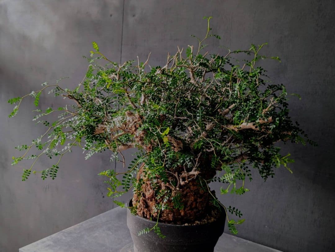 オペルクリカリアパキプス 発根済み 発根管理 塊根 コーデックス ベアルート