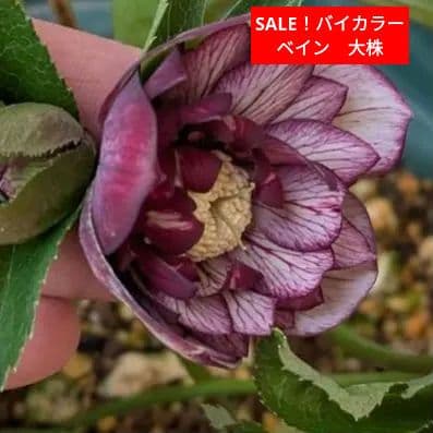 クリスマスローズ dd　バイカラー　ベイン 宿根草　苗　鉢　バラ