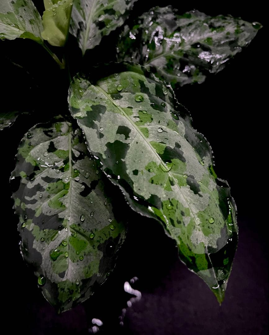 ◆RGL◆ 現物 現地便です 南スマトラ産 アグラオネマピクタム マルチカラー