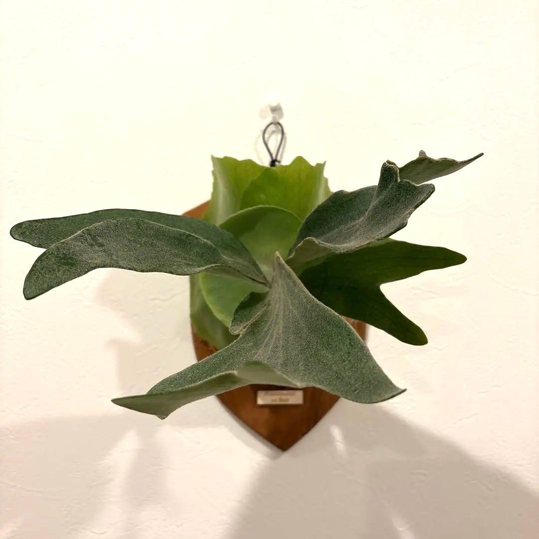 ビカクシダ　ウィリンキー　バリ