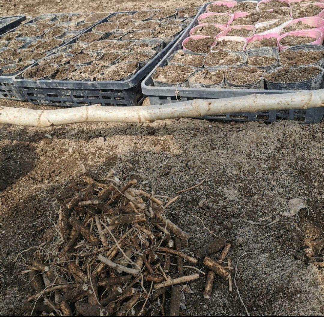 ※超特盛大量割引※最後まで読むとプレゼント　熊本県阿蘇産棘なしタラの根　400本