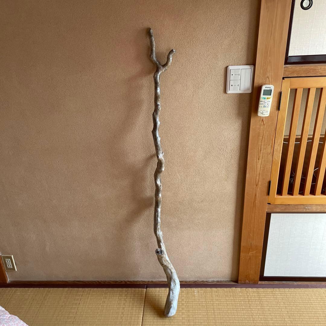 希少　海松珊瑚