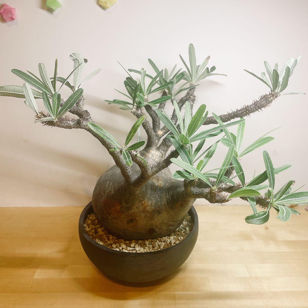 大株　パキポディウム　グラキリス　発根済み　鉢付き