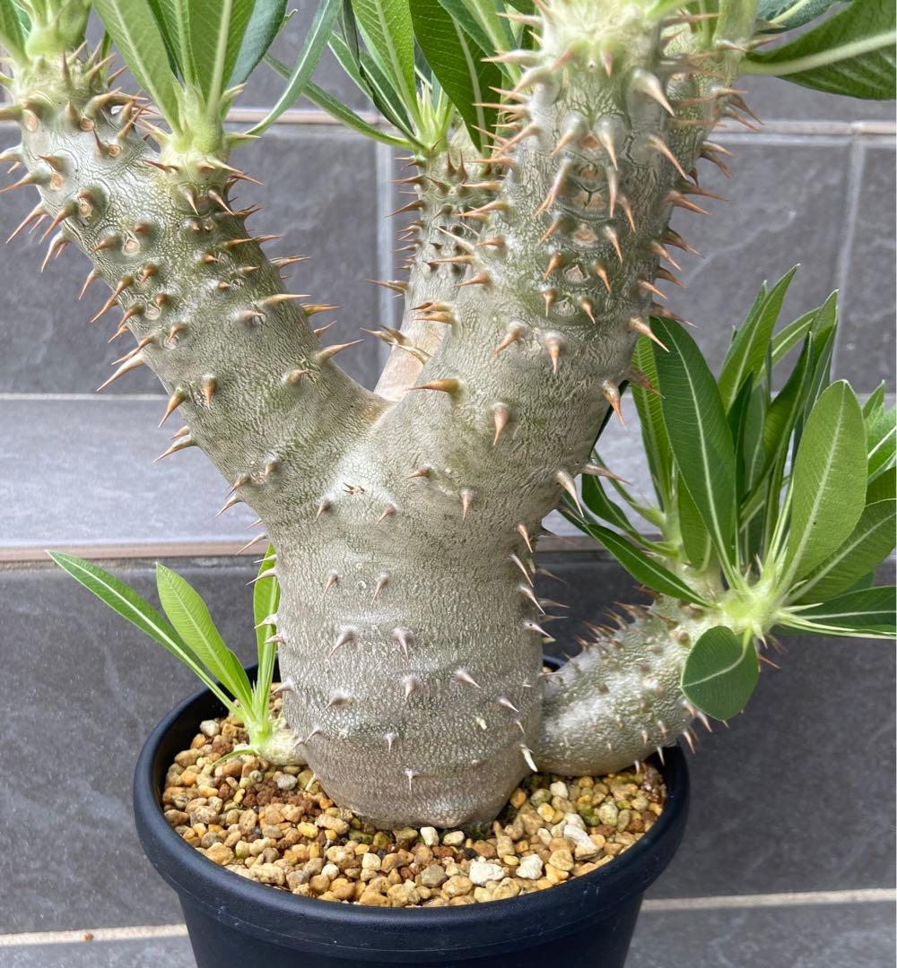 パキポディウム　ホロンベンセ（鉢のまま発送）