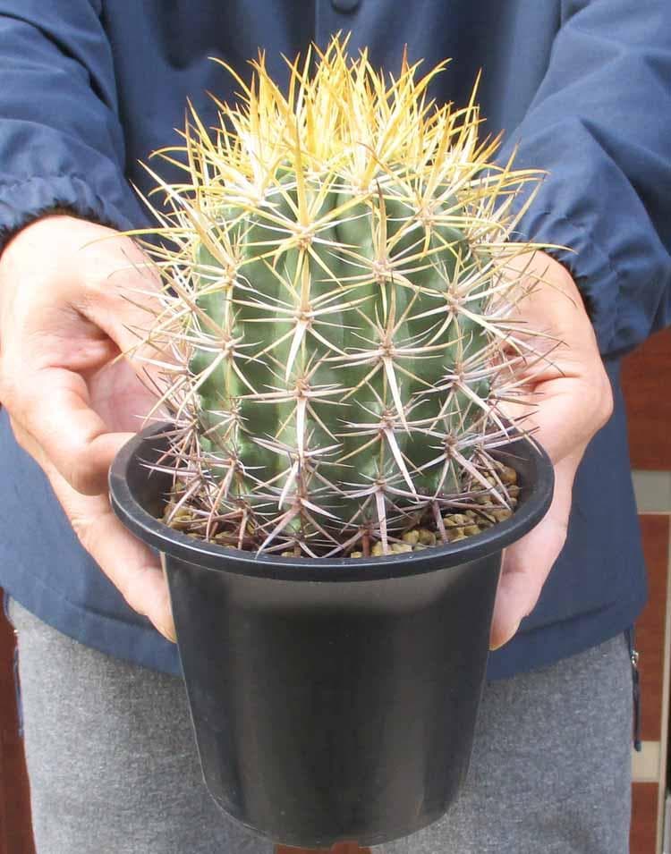 【現品】サボテン・フェロカクタス・黄金冠　4.5号　HW番