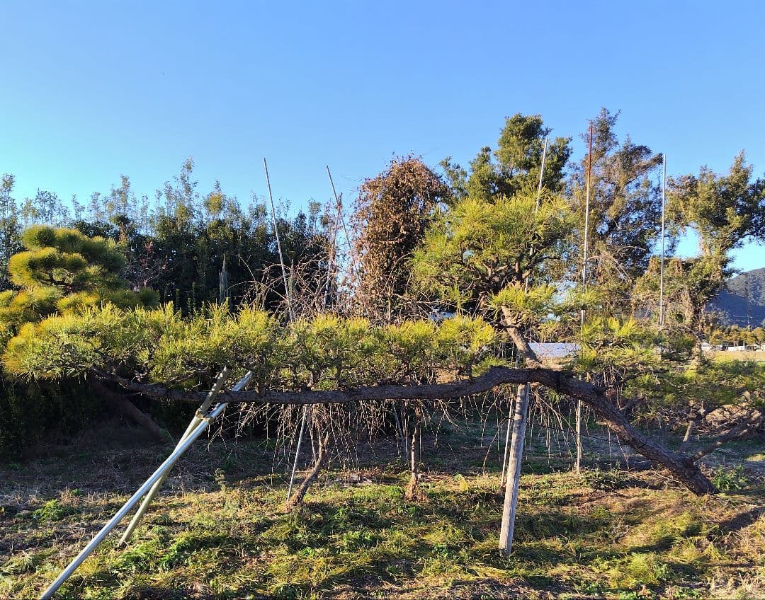 クロマツ　門かぶり風這わせ　九州の方は地域により無料配達