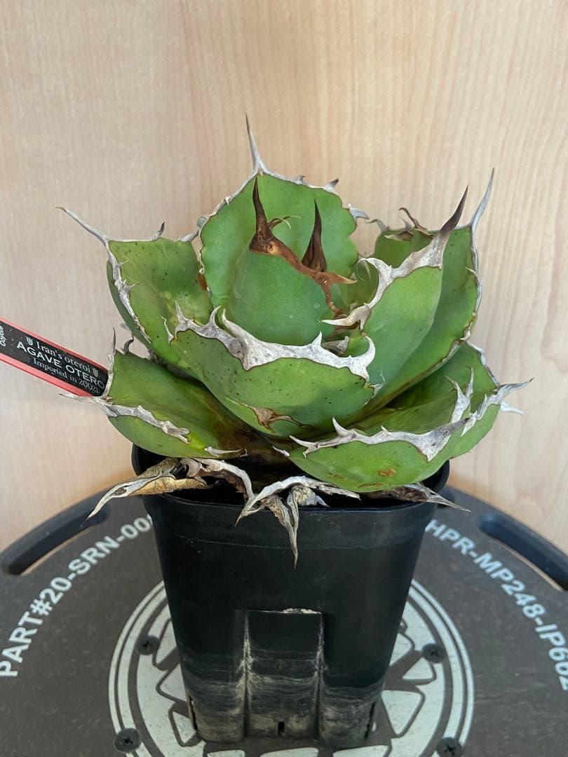 イラン　オテロイ　宇多田さん　coyote産