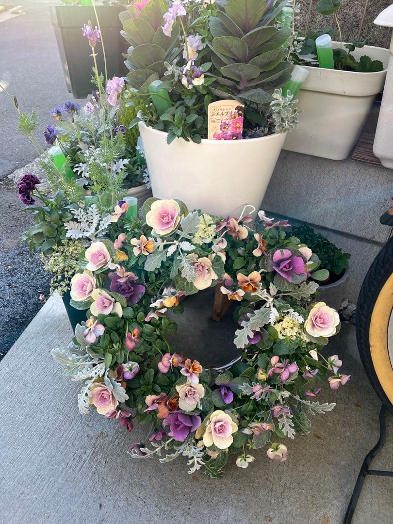 ビオラのリース