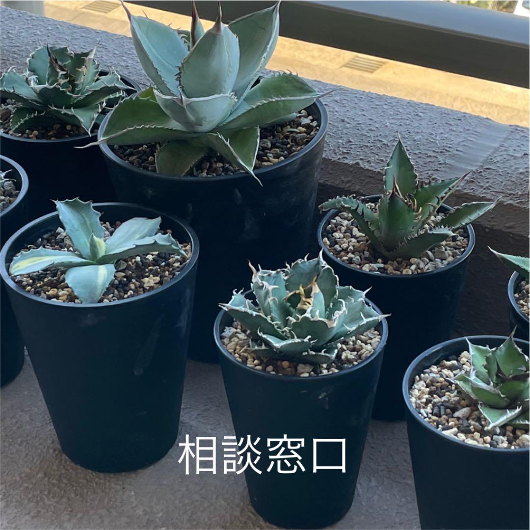 →アガベ→パキポ→チタノタ→グラキリス→ビスピノーサム→など