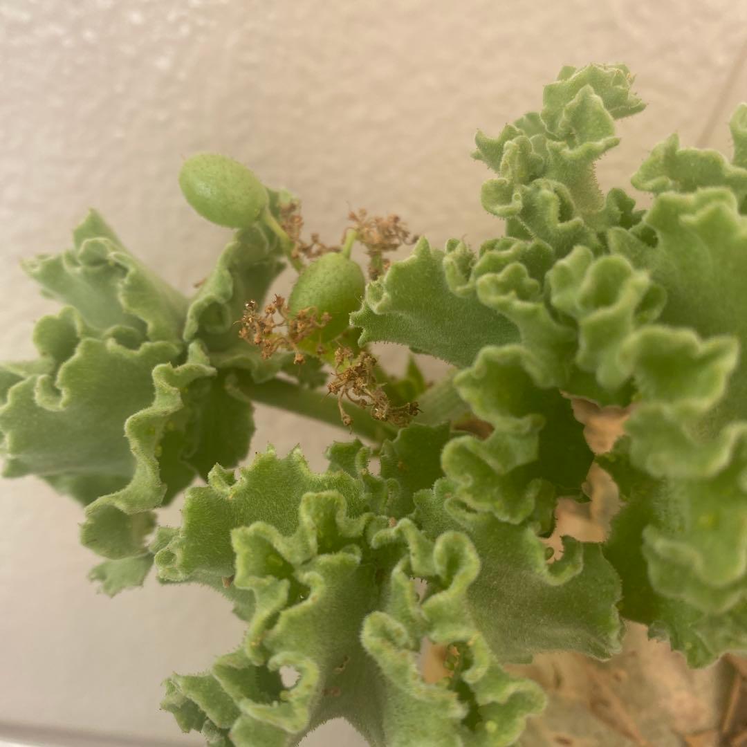 キフォステンマ マクロプス 大きめ 現地球