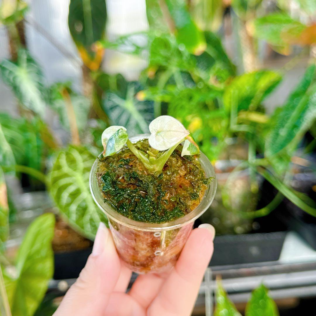 アロカシア　ハートバルーン　ベイビー　ピンク　斑入り　アロイド　観葉植物