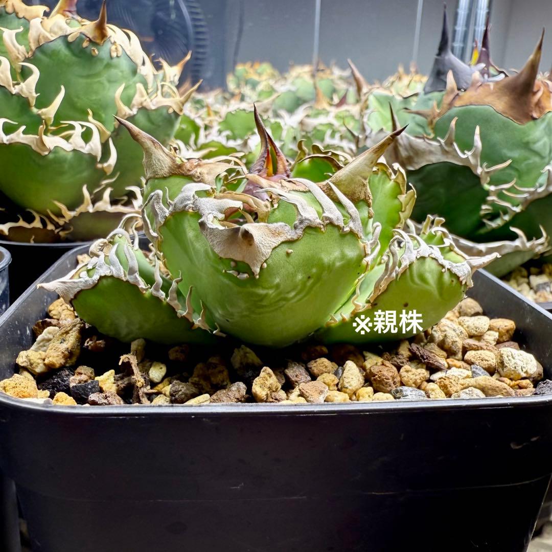 アガベチタノタ　毒蛇【限定値下げ】