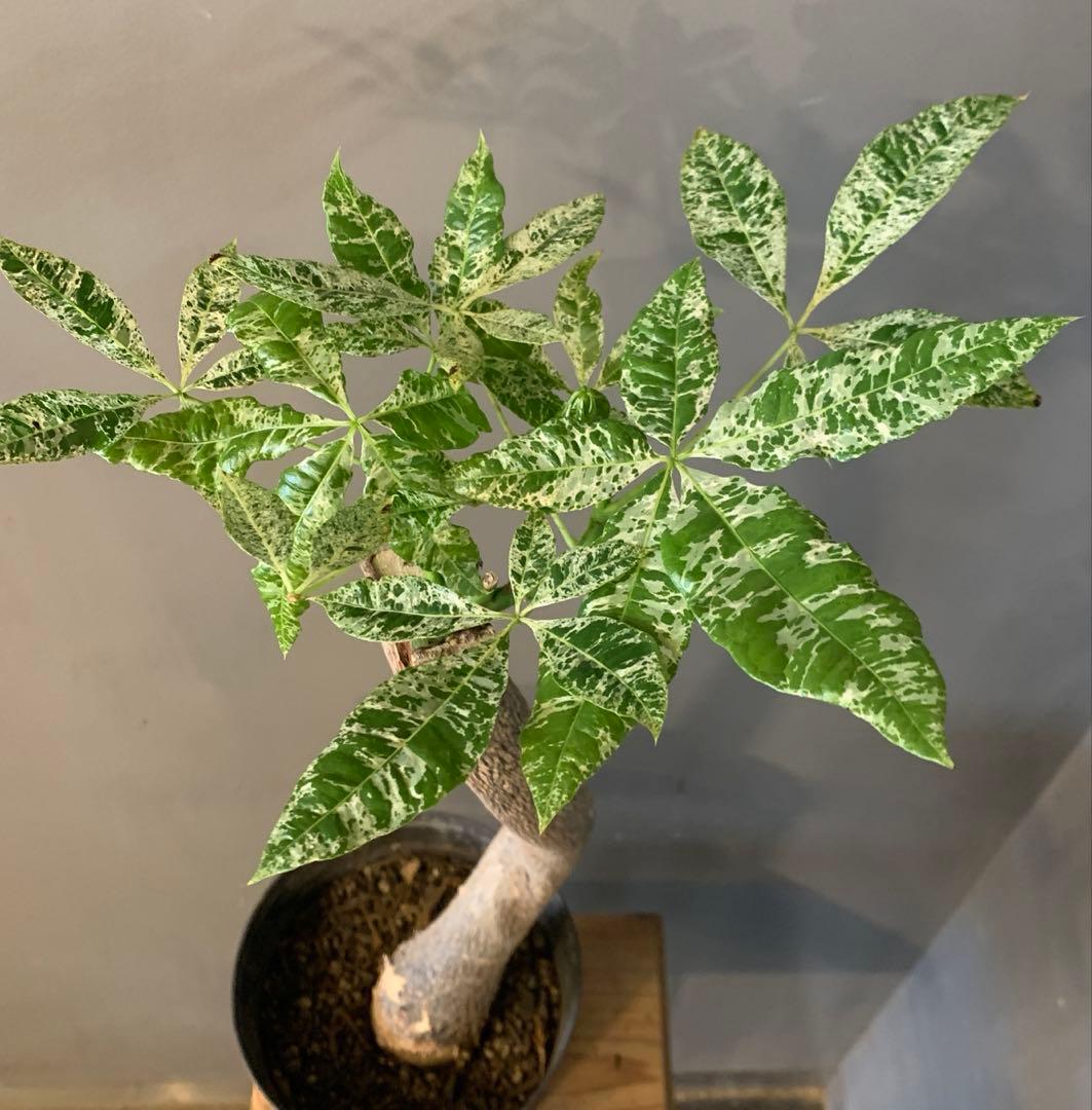 パキラ ミルキーウェイ 16