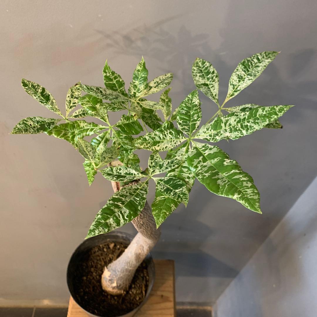 パキラ ミルキーウェイ 16