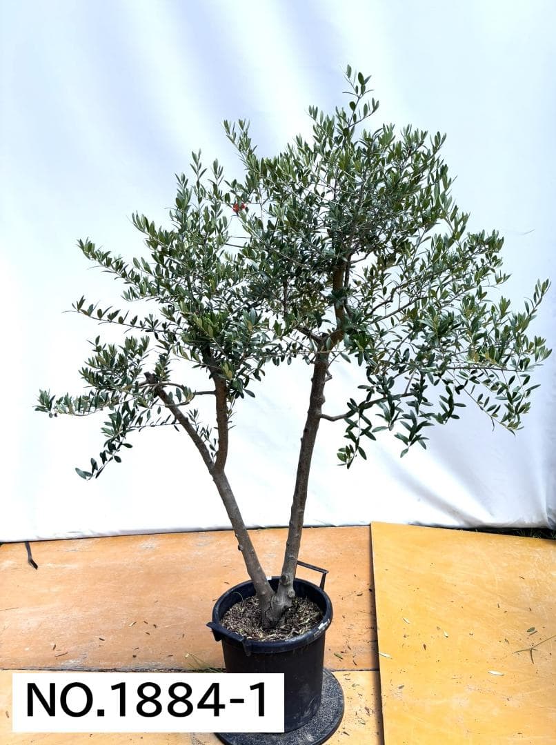 オリーブの木　ネバディロブランコ　約170cm　NO.1884　大型　現品掲載