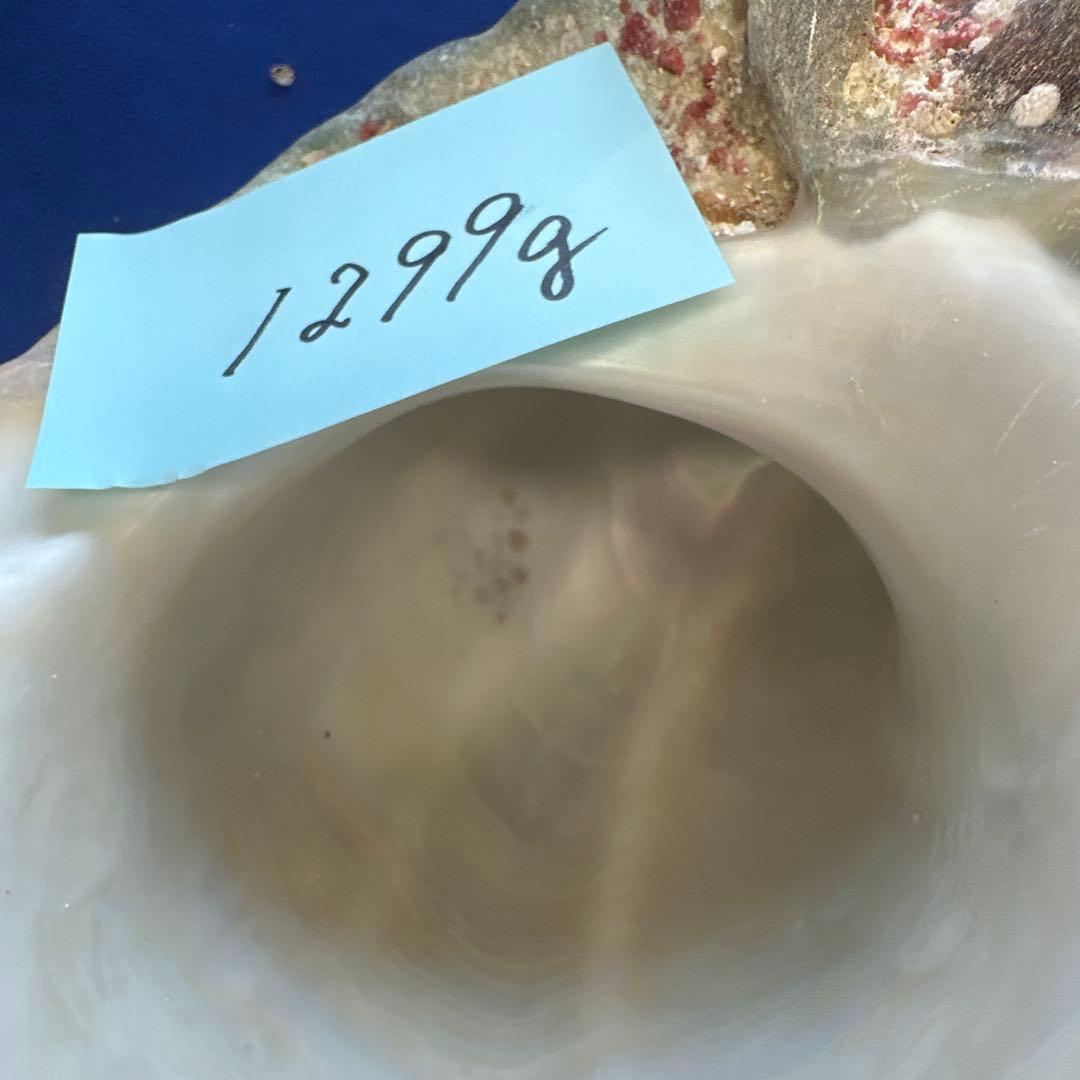 特大夜光貝　ヤコウ貝　まとめ売り　17個 約21kg アクセサリー　ルアー