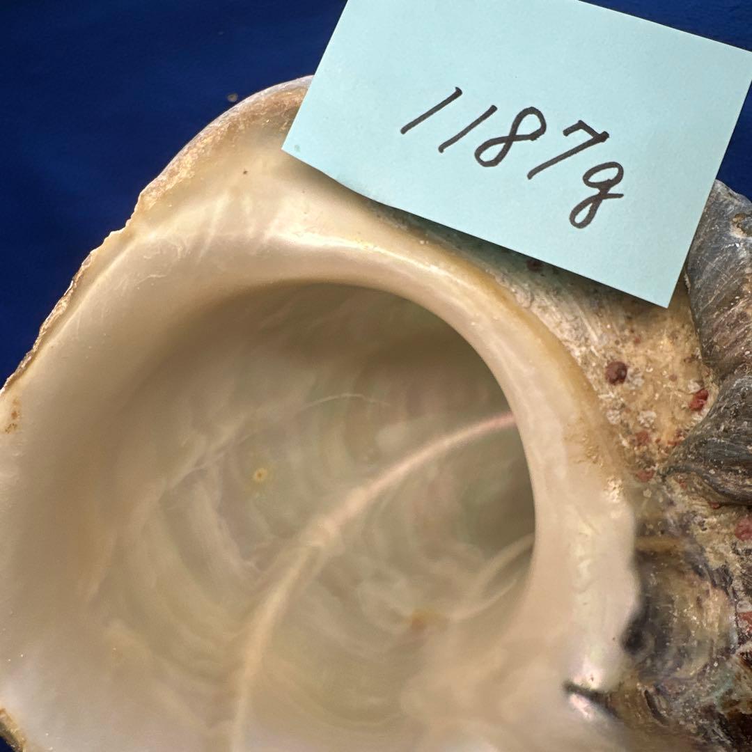 特大夜光貝　ヤコウ貝　まとめ売り　17個 約21kg アクセサリー　ルアー