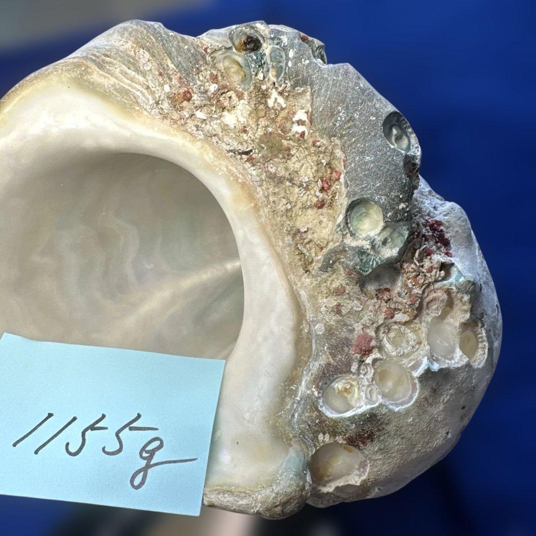 特大夜光貝　ヤコウ貝　まとめ売り　17個 約21kg アクセサリー　ルアー