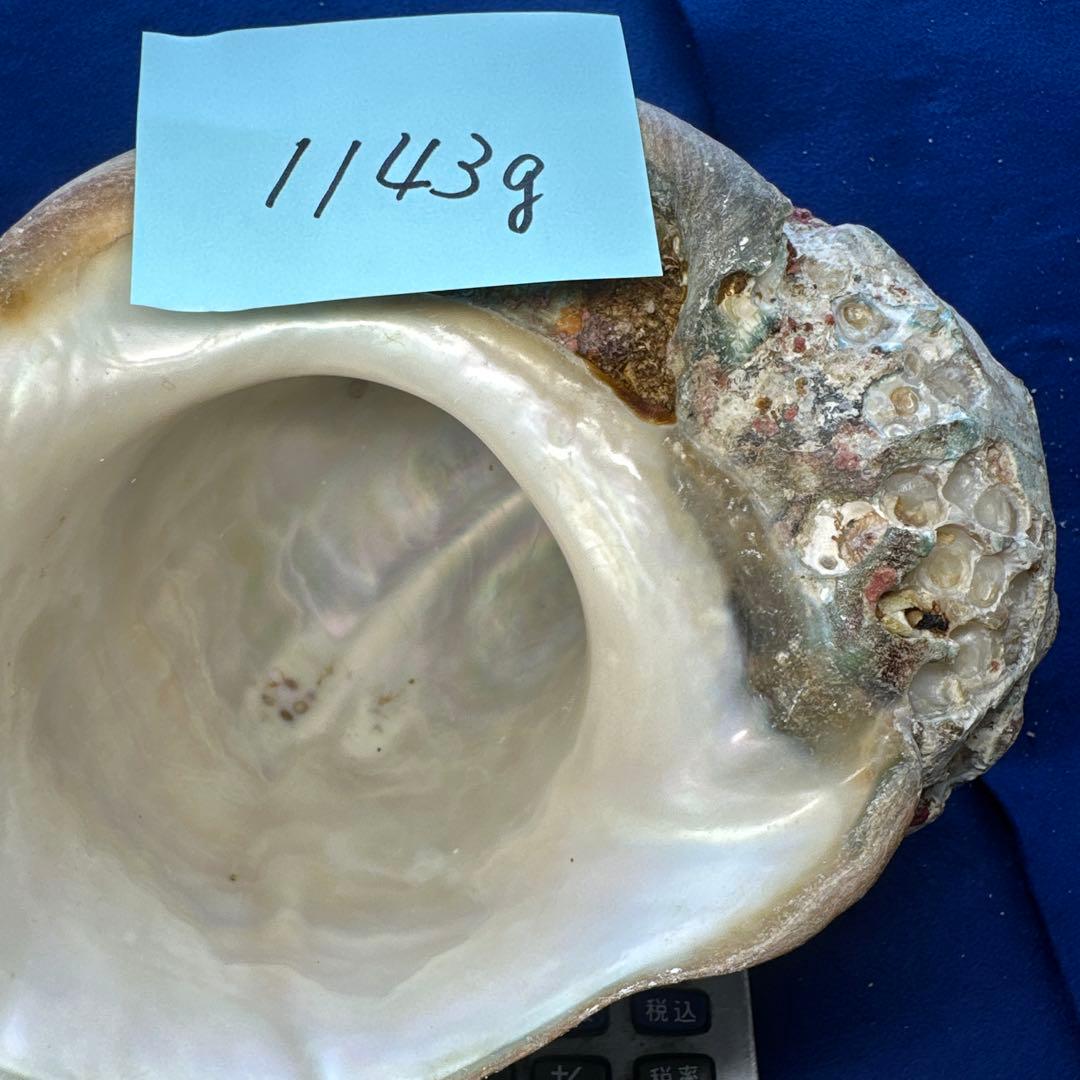 特大夜光貝　ヤコウ貝　まとめ売り　17個 約21kg アクセサリー　ルアー