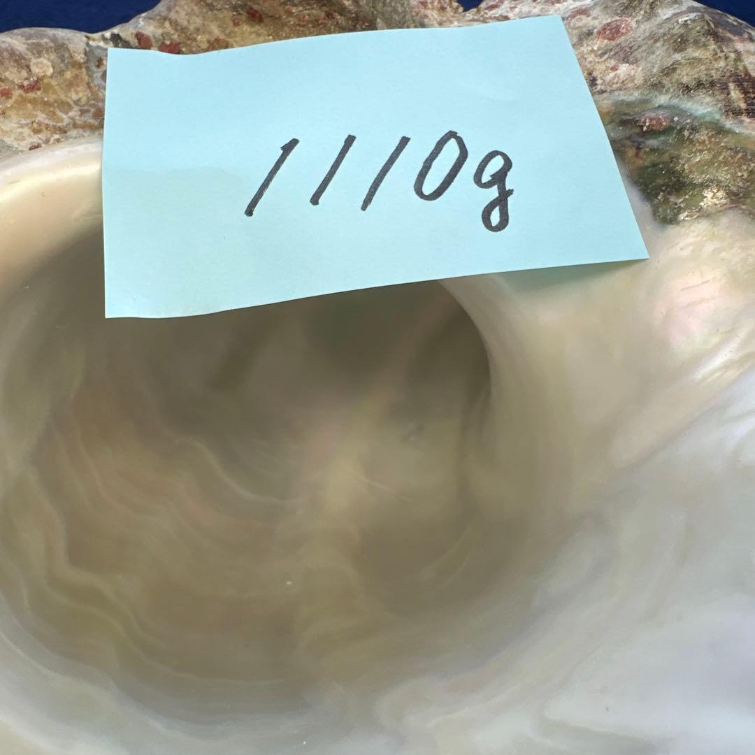 特大夜光貝　ヤコウ貝　まとめ売り　17個 約21kg アクセサリー　ルアー