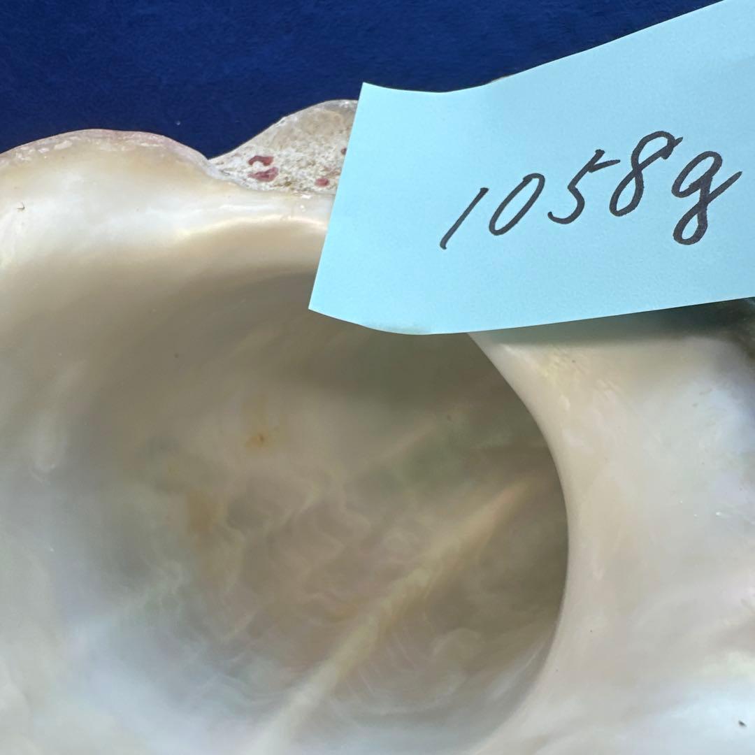 特大夜光貝　ヤコウ貝　まとめ売り　17個 約21kg アクセサリー　ルアー