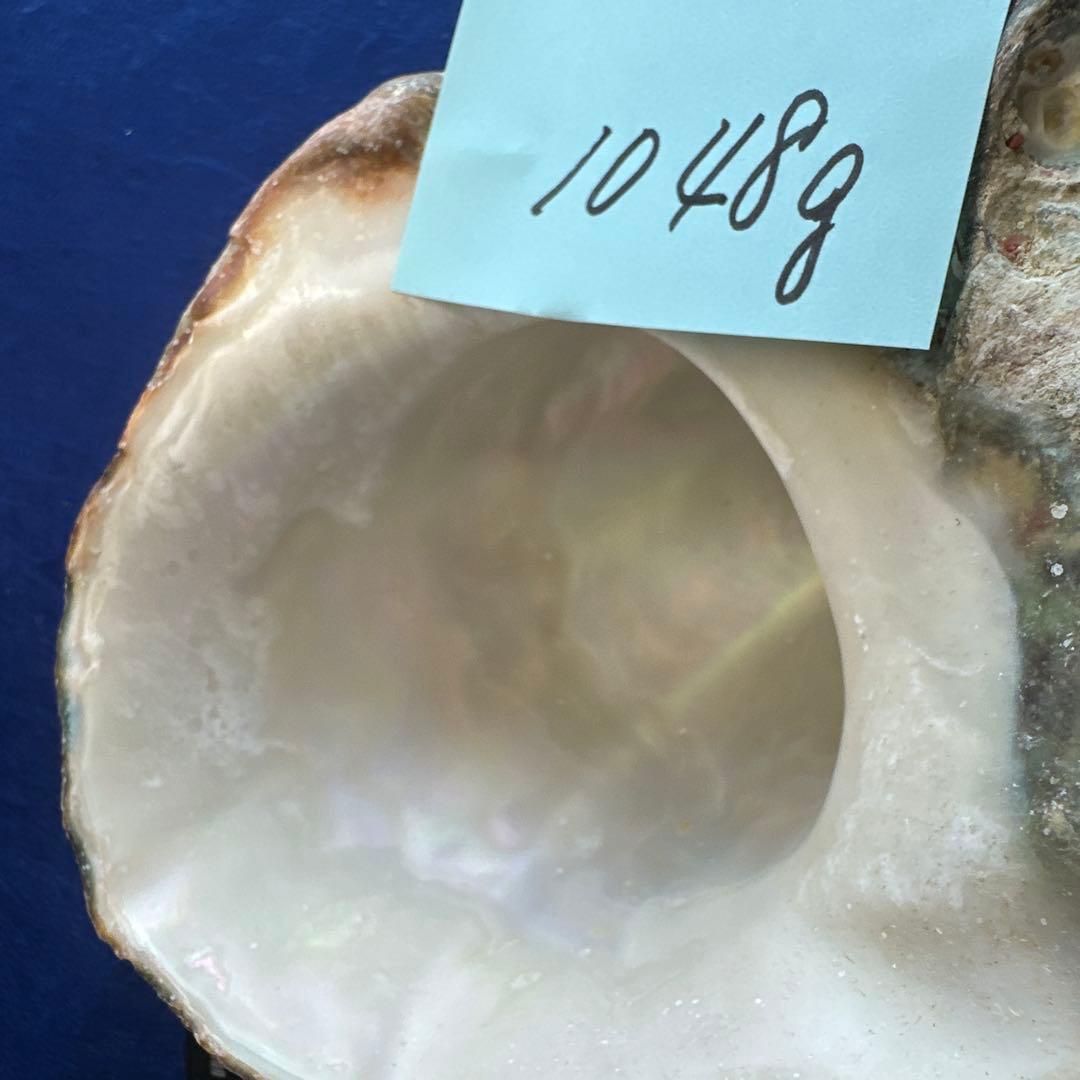 特大夜光貝　ヤコウ貝　まとめ売り　17個 約21kg アクセサリー　ルアー