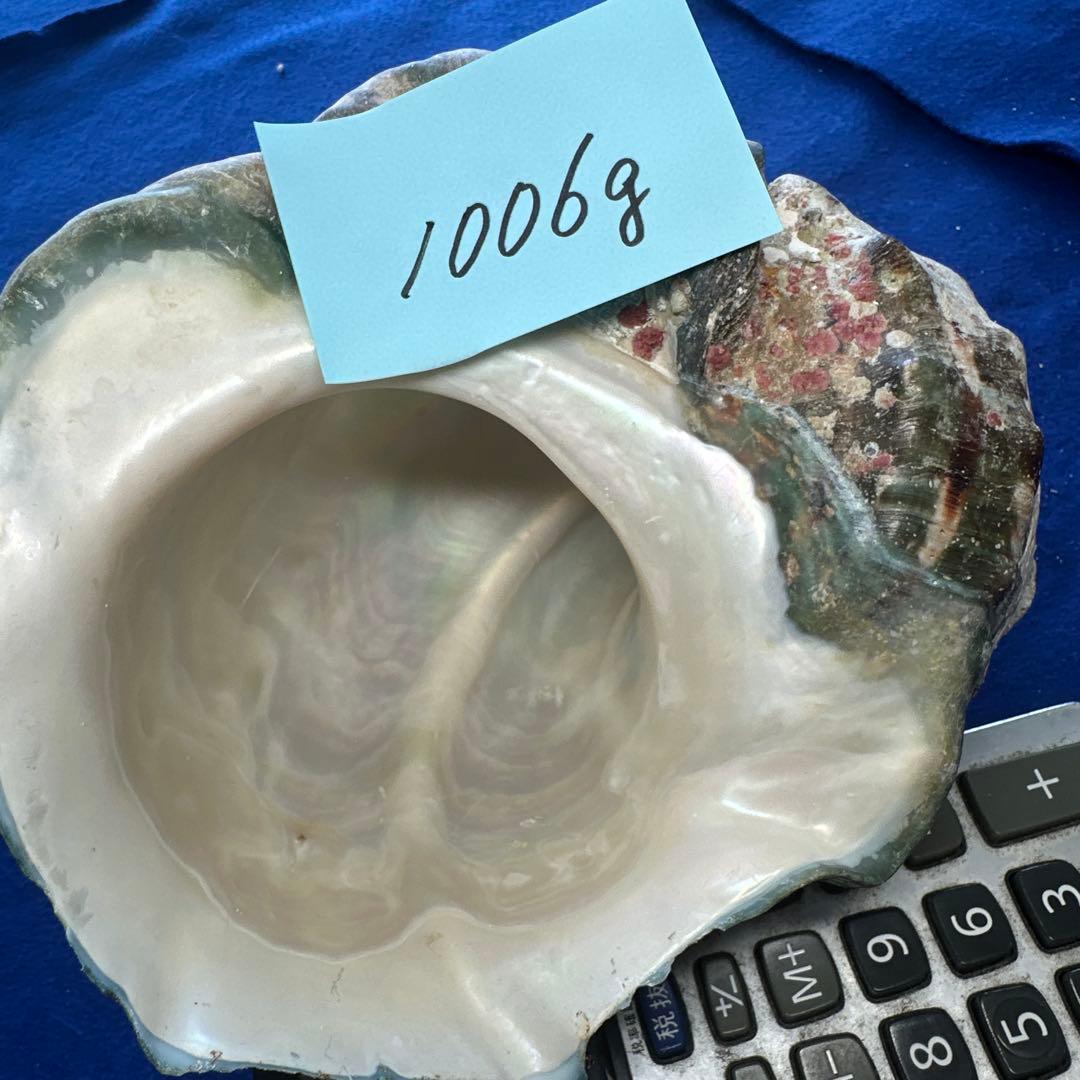 特大夜光貝　ヤコウ貝　まとめ売り　17個 約21kg アクセサリー　ルアー