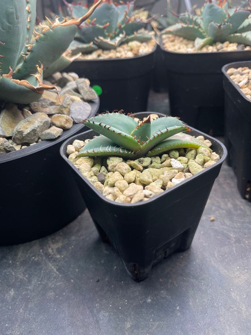 ③発根済み Hidden Agave titanota 'creep'