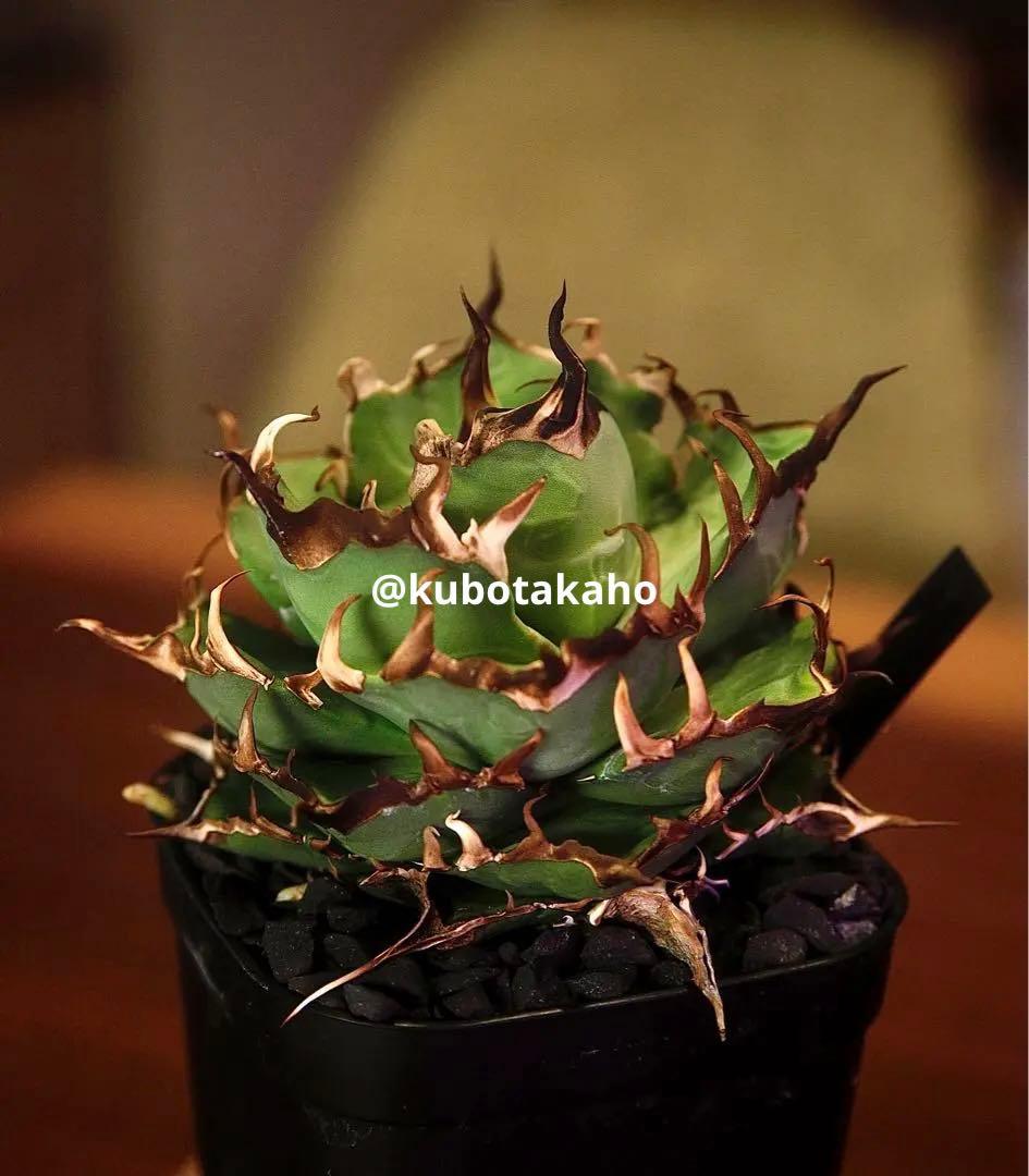 【専用】アガベ チタノタ ハデス \