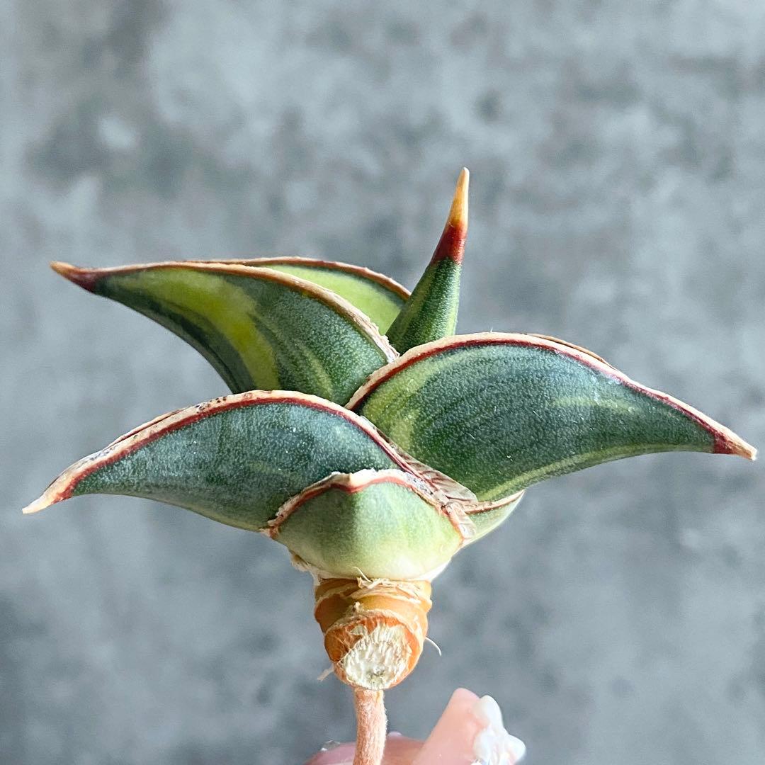 な*き様 S11048★オークション販売★ サンスベリア ロリダ 極上斑入り株！