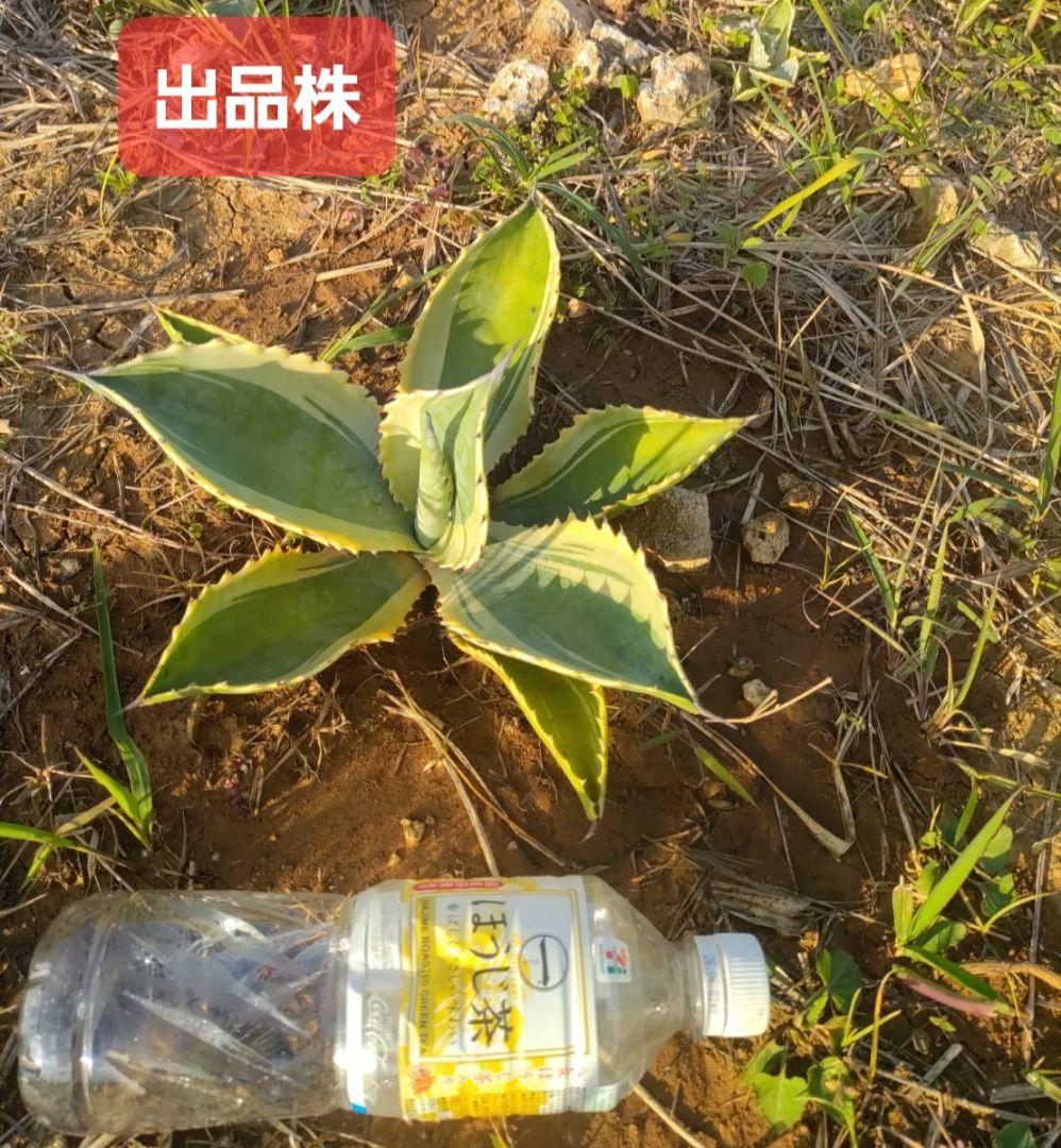 アガベ サルミアナ フェロックス リップルエフェクト