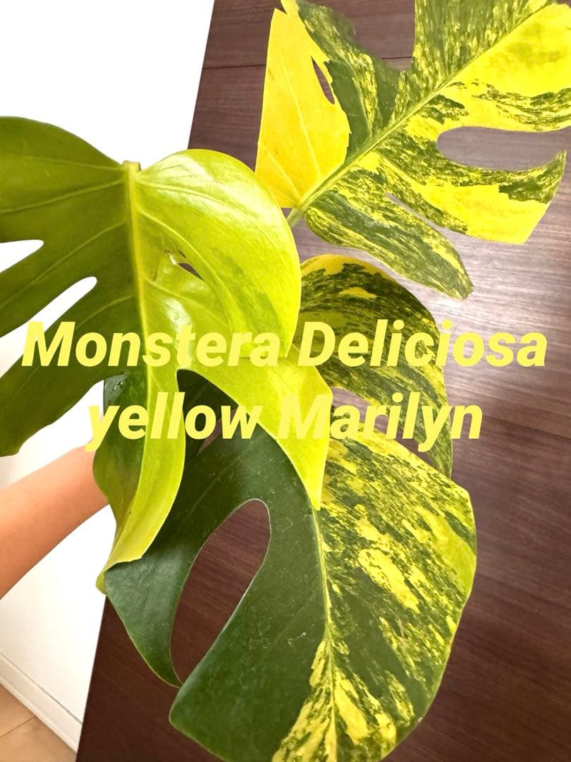 【超希少】モンステラ デリシオーサ イエローマリリン大株　トップカット最高級