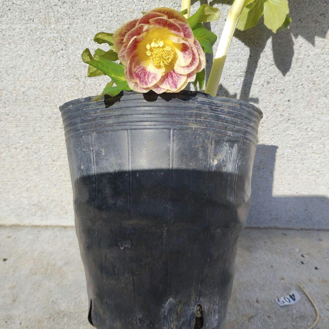 クリスマスローズ(プリマベーラゴールド)