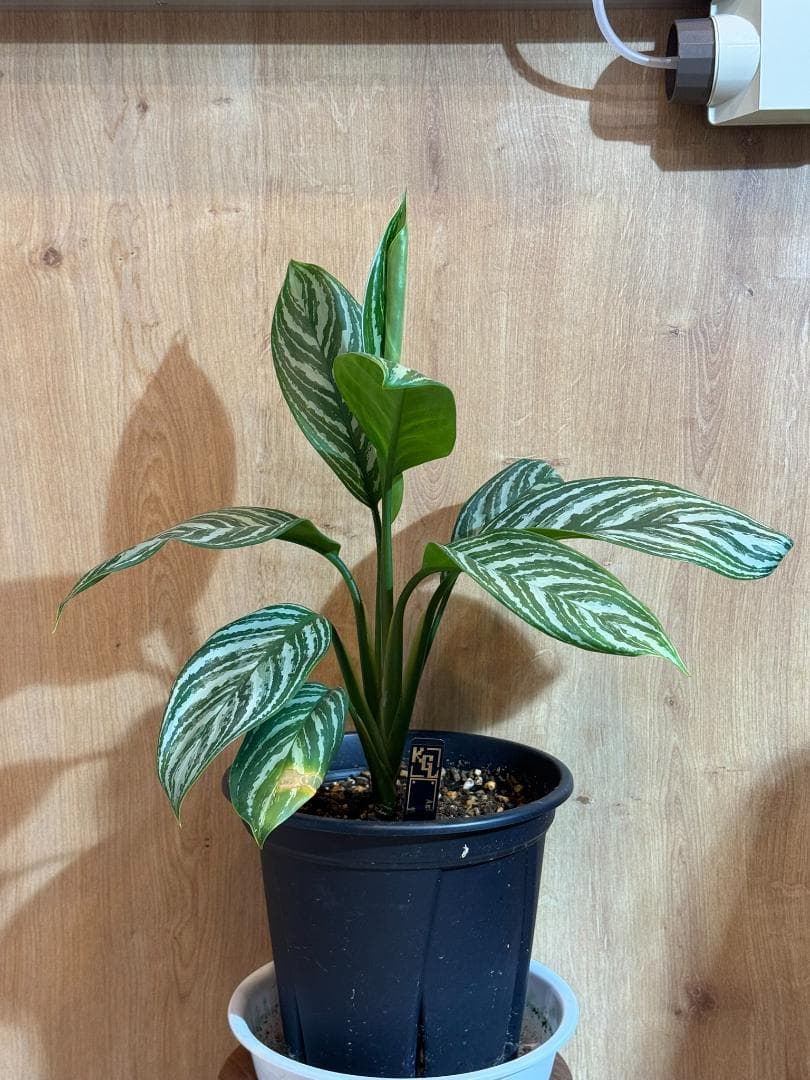 アグラオネマ 二ティドゥーム カーティシー 管理番号0030