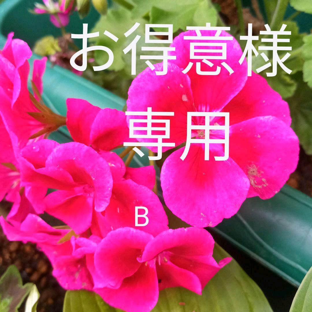 お得意です　ゼラニューム。レアな品種。