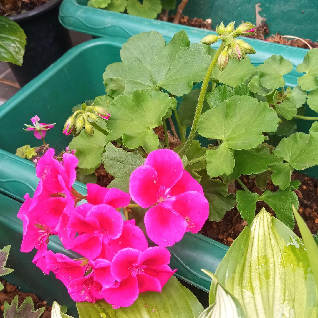 お得意です　ゼラニューム。レアな品種。