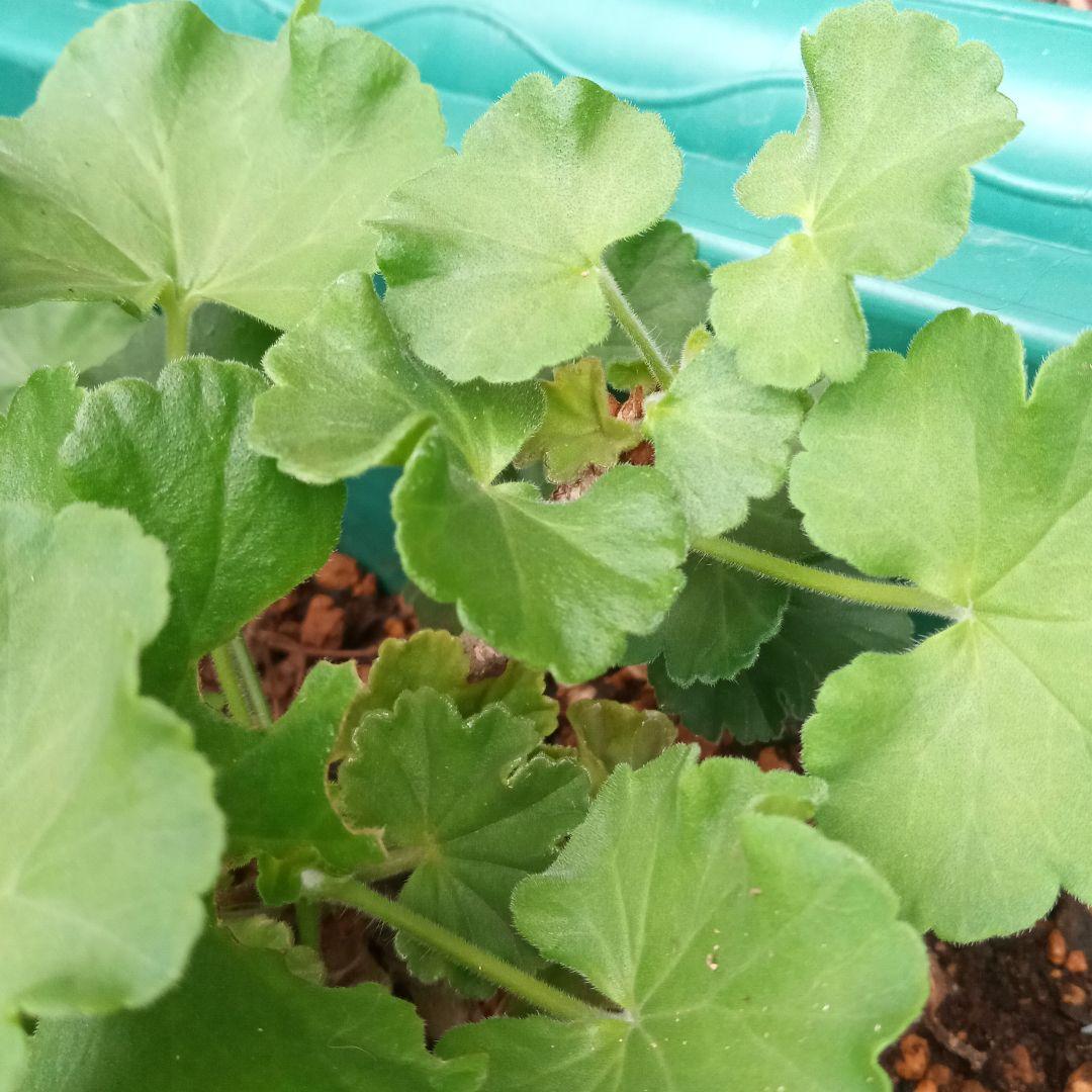 お得意です　ゼラニューム。レアな品種。