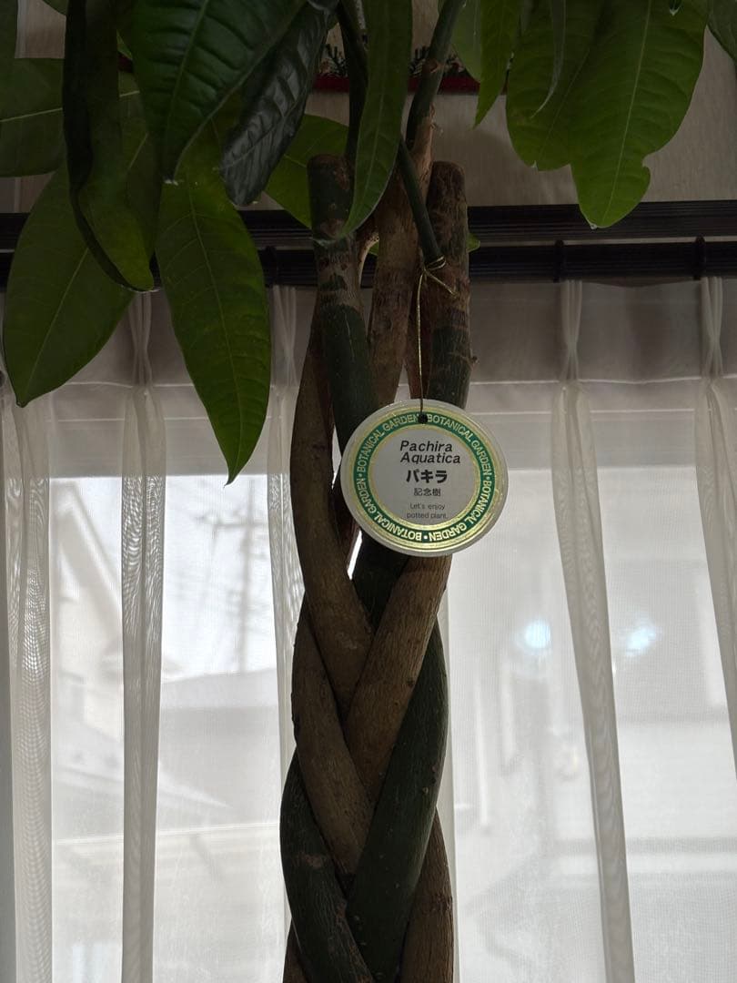 引取りのみ パキラ 編み込み幹 植物