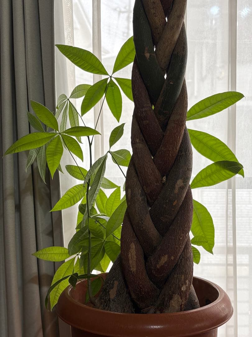 引取りのみ パキラ 編み込み幹 植物