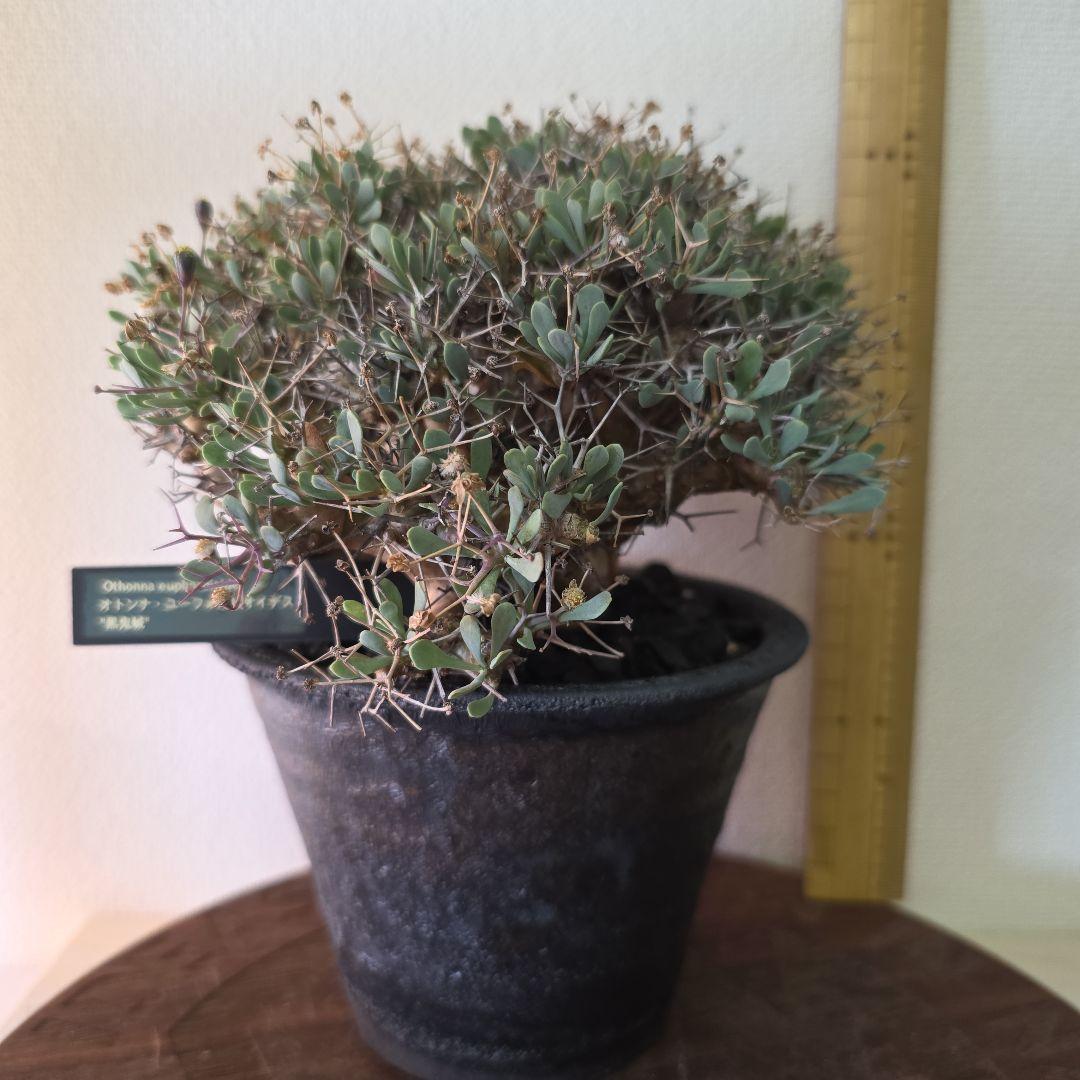 オトンナ•ユーフォルビオイデス 美株のコレクション株 信楽焼鉢