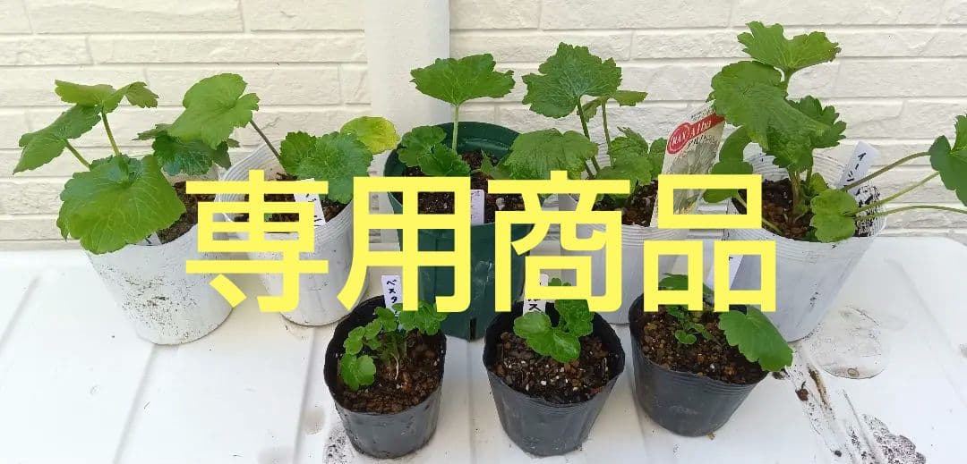 専用　ラナンキュラスラックス　芽出し苗セット