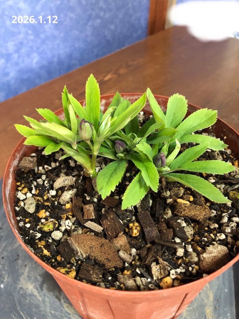 クリスマスローズ　原種　クロアチクス①