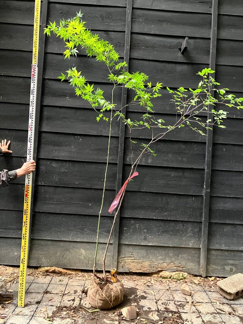 山採り　ヤマモミジ　ナツハゼ　混合株