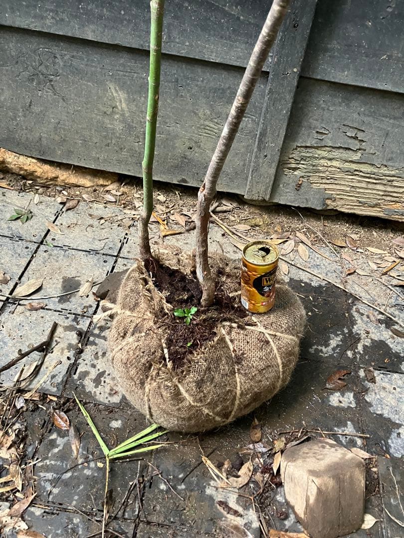 山採り　ヤマモミジ　ナツハゼ　混合株