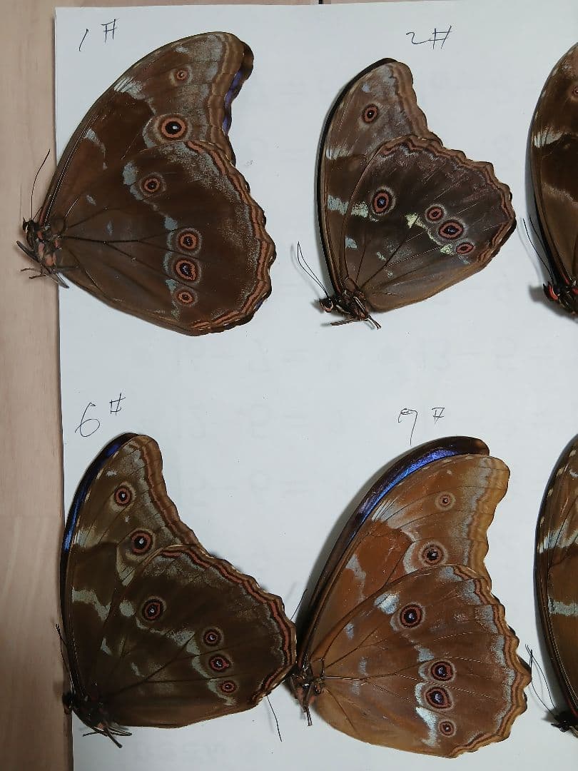 ペルー産・オオモルフォ（実物写真）A-