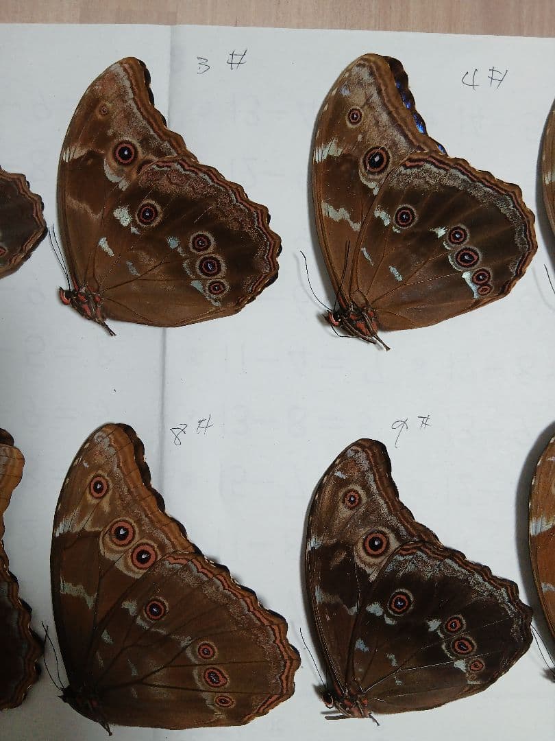 ペルー産・オオモルフォ（実物写真）A-