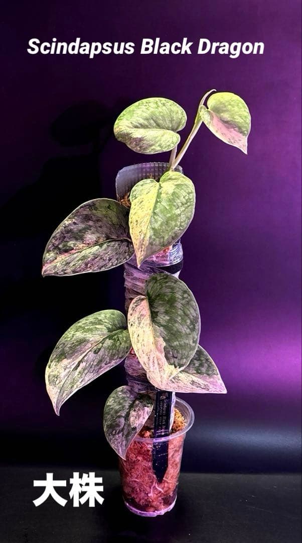 スキンダプサス　ブラック　ドラゴン　斑入り 大株　1